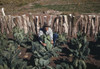 Farming, 1940. /Na Homesteader Tending To Cauliflower Plants In Pie Town, New Mexico. Photograph By Russell Lee, 1940. Poster Print by Granger Collection - Item # VARGRC0352020