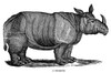 Rhinoceros. /Nline Engraving, Greek, Early 19Th Century. Poster Print by Granger Collection - Item # VARGRC0017999