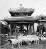 Peking: Summer Palace. /Nindian Shepherds With Their Flock At A Pavilion On The Grounds Of The Summer Palace In Peking, China. Stereograph, C1901. Poster Print by Granger Collection - Item # VARGRC0121465