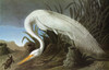 Audubon: Egret. /Ngreat Egret (Casmerodius Albus). Engraving After John James Audubon For His 'Birds Of America,' 1827-38. Poster Print by Granger Collection - Item # VARGRC0325150