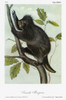 Audubon: Porcupine. /Nnorth American, Or Canada, Porcupine (Erethizon Dorsatum). Lithograph, C1849, After A Painting By John James Audubon For His 'Viviparous Quadrupeds Of North America.' Poster Print by Granger Collection - Item # VARGRC0352847