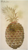 Botany: Pineapple, 1585. /N(Ananas Comosus). Watercolor, C1585, By John White. Poster Print by Granger Collection - Item # VARGRC0011515