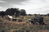 New Mexico: Roads, 1940. /Nhorses Pulling A Car Out Of The Mud In Pie Town, New Mexico. Photograph By Russell Lee, 1940. Poster Print by Granger Collection - Item # VARGRC0352044