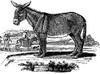 Donkey. /Nwood Engraving, Early 19Th Century. Poster Print by Granger Collection - Item # VARGRC0082086