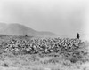 Shepherd And Flock, C1942./Nflock Of Sheep Being Herded On A Ranch Outside Of Blackfoot, Idaho. Photograph, C1942. Poster Print by Granger Collection - Item # VARGRC0175240