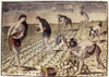 Florida Native Americans, 1591./Nflorida Native Americans Tilling And Planting. Line Engraving, 1591, By Theodor De Bry After A Now Lost Drawing By Jacques Le Moyne De Morgues. Poster Print by Granger Collection - Item # VARGRC0103285