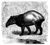 Malaysian Tapir. /Nmalaysian Tapir (Tapirus Indicus). Wood Engraving, American, C1899. Poster Print by Granger Collection - Item # VARGRC0034677