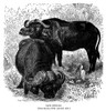 African Buffalo. /Ncape Buffalo. Wood Engraving, American, Late 19Th Century. Poster Print by Granger Collection - Item # VARGRC0068454