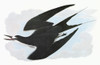 Audubon: Tern. /Nsooty Tern (Onychoprion Fuscatus). Engraving After John James Audubon For His 'Birds Of America,' 1827-38. Poster Print by Granger Collection - Item # VARGRC0350506