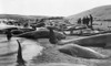 Cape Cod: Whaling, C1885. /Ncarcasses Of Caught Pilot Whales On The Beach At Cape Cod, Massachusetts. Photographed C1885. Poster Print by Granger Collection - Item # VARGRC0109861