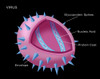 Virus Diagram Poster Print by Monica Schroeder/Science Source