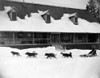 Dog Sled. /Nmotion Picture Still. Poster Print by Granger Collection - Item # VARGRC0081866
