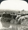 Spain: Andalusia, C1908. /N'A Shepherd And His Flock On One Of Plains Of Andalusia, Spain.' Stereograph, C1908. Poster Print by Granger Collection - Item # VARGRC0323575