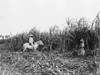 Cuba: Sugar Plantation. /Nthree People Cutting Sugar Cane On A Cuban Sugar Plantation. Photograph, C1904. Poster Print by Granger Collection - Item # VARGRC0124026