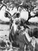 East Africa: Kudu. /Ntragelaphus Imberbis. Photographed Mid-20Th Century. Poster Print by Granger Collection - Item # VARGRC0100697