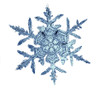 Snow Crystal Poster Print by Science Source - Item # VARSCIBL5252