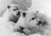 Polar Bear Cubs. /Nphotographed 20Th Century. Poster Print by Granger Collection - Item # VARGRC0100618