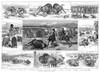 Buffalo Hunting, 1884. /Nscenes Of Buffalo And Buffalo Hunting. Engraving, American, 1884. Poster Print by Granger Collection - Item # VARGRC0264532