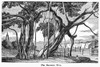 India: Banyan Tree. /Nwood Engraving, Early 19Th Century. Poster Print by Granger Collection - Item # VARGRC0091017