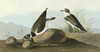 Audubon: Plover. /Nsemipalmated Plover (Charadrius Semipalmatus). Engraving After John James Audubon For His 'Birds Of America,' 1827-38. Poster Print by Granger Collection - Item # VARGRC0326233