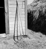 Oregon: Farm, 1939. /Nhay Forks Leaning Against A Farm Shed In Morrow County, Oregon. Photograph By Dorothea Lange, October 1939. Poster Print by Granger Collection - Item # VARGRC0123114