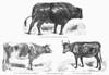 Cattle Breeds, 1856. /Nhornless Angus Bull; Guernsey Cow; Kerry Cow (Ireland). Wood Engravings, French, 1856. Poster Print by Granger Collection - Item # VARGRC0092910