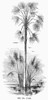 Botany: Ita Palm. /Nmauritia Flexuosa. Found Near The Orinoco River In Venezuela. Wood Engraving, 19Th Century. Poster Print by Granger Collection - Item # VARGRC0091015