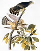 Audubon: Merlin. /Nmerlin, Or Pigeon Hawk (Falco Columbarius), From John James Audubon'S 'The Birds Of America,' 1827-1838. Poster Print by Granger Collection - Item # VARGRC0027607