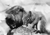 Squirrel. /Nphotographed 20Th Century. Poster Print by Granger Collection - Item # VARGRC0101824
