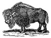 The Buffalo. /Nthe Buffalo: American Wood Engraving, 19Th Century Poster Print by Granger Collection - Item # VARGRC0066360