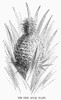 Botany: Pineapple. /Nananas Comosus. Wood Engraving, 19Th Century. Poster Print by Granger Collection - Item # VARGRC0090897