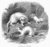 Ermines In Winter. /Nwood Engraving, 19Th Century. Poster Print by Granger Collection - Item # VARGRC0101751
