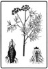Hemlock. /N(Conium Maculatum): Line Engraving, German, 1885. Poster Print by Granger Collection - Item # VARGRC0076393