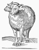 Monster, 16Th Century. /Nsheep With Three Heads. Woodcut, French, 16Th Century. Poster Print by Granger Collection - Item # VARGRC0096514