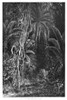 Forest, 1872. /N'A Tropic Forest.' Engraving By Granville Perkins, 1872. Poster Print by Granger Collection - Item # VARGRC0266980