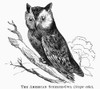 American Screech Owl, 1877. /Nscops Asio. Line Engraving, 1877. Poster Print by Granger Collection - Item # VARGRC0100423