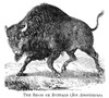 The Buffalo. /Nthe Bison Or American Buffalo: American Wood Engraving, 19Th Century Poster Print by Granger Collection - Item # VARGRC0066362
