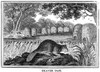 Beaver. /Namerican Beaver (Castor Canadensis) And Beaver Dams. Wood Engraving, American, 1830. Poster Print by Granger Collection - Item # VARGRC0028655