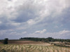 Georgia: Corn Field, 1941. /Na Corn Farm In Greene County, Georgia. Photograph By Jack Delano, May Or June, 1941. Poster Print by Granger Collection - Item # VARGRC0122969