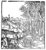 Par_: Cinnamon, C1575. /Npeeling Bark From Cinnamon Trees. Wood Engraving From Abroise Par_'S 'Ouvres,' C1575. Poster Print by Granger Collection - Item # VARGRC0323321