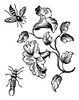 Insects: Bee & Earwig. /Nwoodcut By Thomas Bewick, Early 19Th Century. Poster Print by Granger Collection - Item # VARGRC0074313