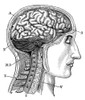 Anatomy: Brain. /Nlateral View Of The Brain. Line Engraving, 19Th Century. Poster Print by Granger Collection - Item # VARGRC0028140