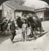 China: Peking, 1901. /Ngroup Of Camels At Peking (Beijing), China. Stereograph View, 1901. Poster Print by Granger Collection - Item # VARGRC0094670