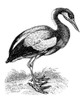 Common Stork. Poster Print by Granger Collection - Item # VARGRC0082397