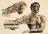 Muscles and Blood Vessels in Arm, 1851 Poster Print by Science Source - Item # VARSCIJB5458