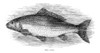 Fish: Carp. /Ncyprinus Carpo. Line Engraving, 19Th Century. Poster Print by Granger Collection - Item # VARGRC0069535