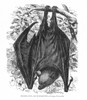 Flying Fox, Or Roussette /N(Pteropus Rubricollis). Poster Print by Granger Collection - Item # VARGRC0064920