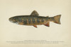 Fish: Brook Trout. /Neastern Brook Trout (Salvelinus Fontinalis). Lithograph By Julius Bien & Co., 1903. Poster Print by Granger Collection - Item # VARGRC0354156