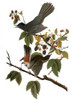 Audubon: Catbird. /Ngray Catbird (Dumetella Carolinensis), After John James Audubon For His 'Birds Of America,' 1827-1838. Poster Print by Granger Collection - Item # VARGRC0007590