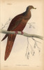 Brown Cuckoo-Dove  Macropygia Phasianella Poster Print By ® Florilegius / Mary Evans - Item # VARMEL10938852